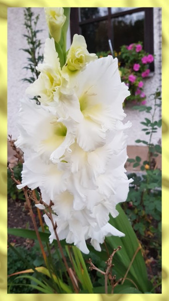 gladiole_1